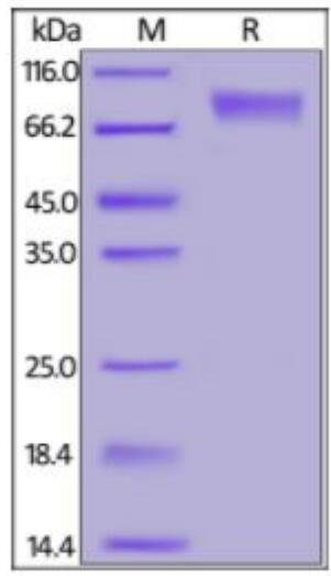 COVID-19 S2 protein, His Tag on SDS-PAGE under reducing (R) condition. The gel was stained overnight with Coomassie Blue. The purity of the protein is greater than 95 %.